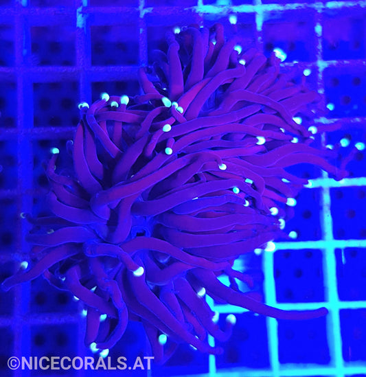 Euphyllia Black Torch 2 Heads