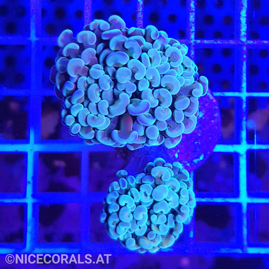 Euphyllia Paraancora
