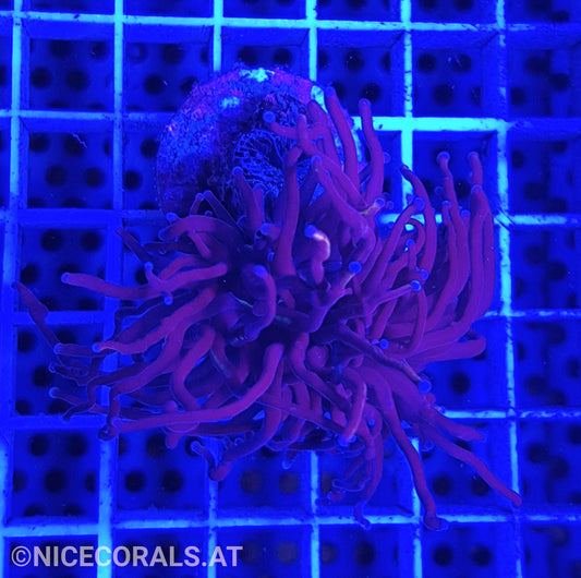 Euphyllia Indo Gold Torch 1 Head