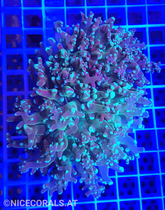 Euphyllia Paradivisa