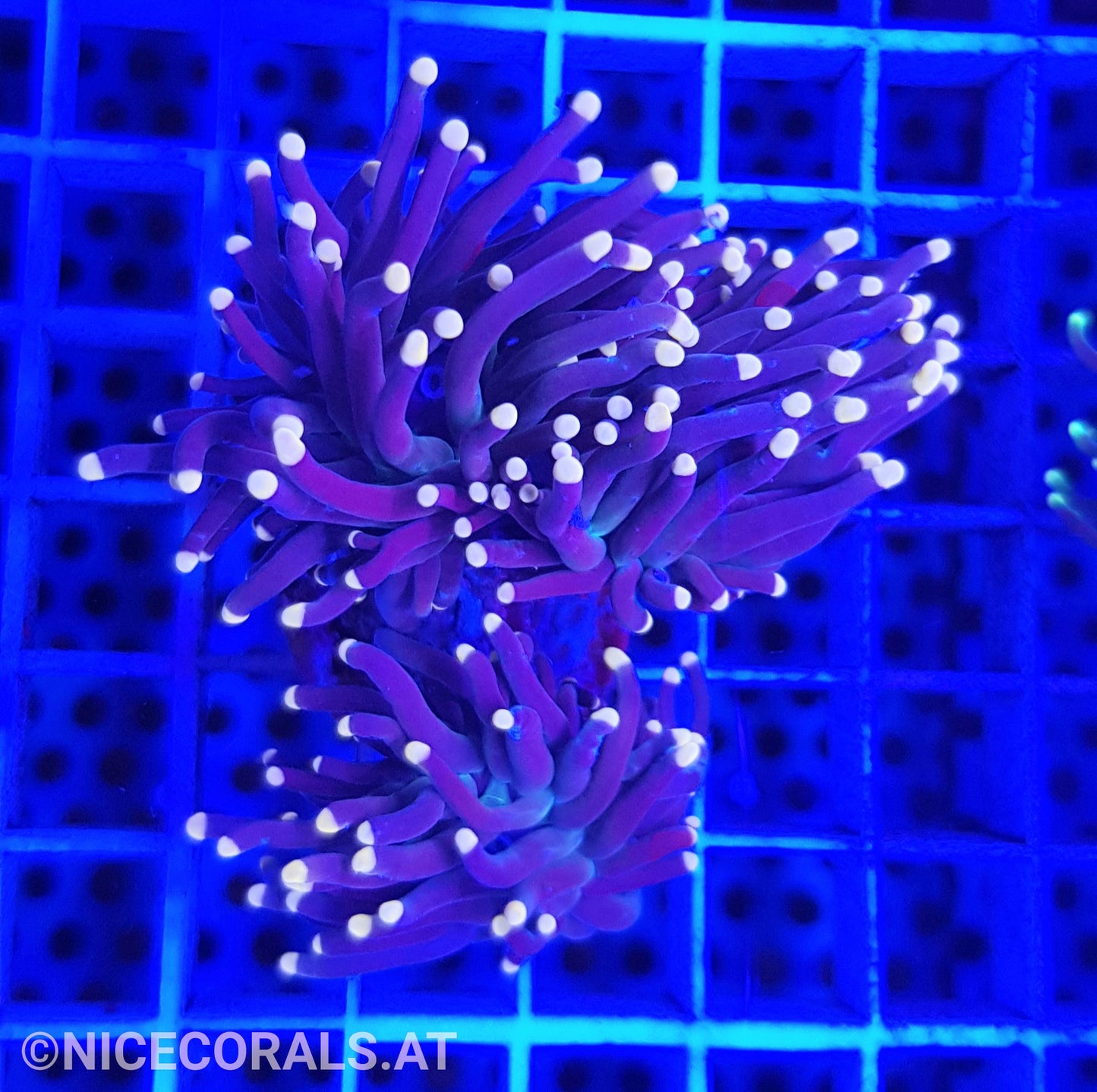 Euphyllia Black Torch 2 Heads