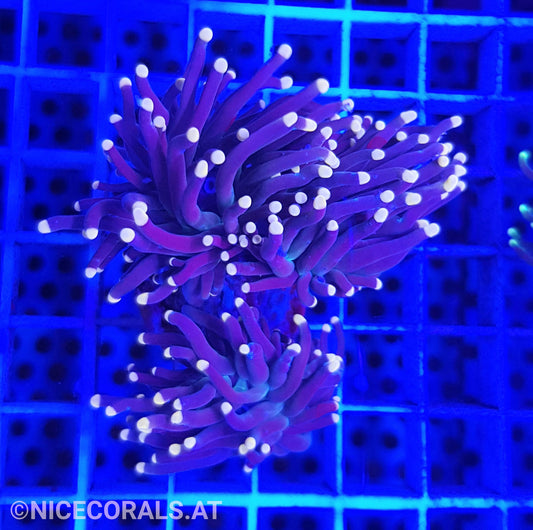 Euphyllia Black Torch 2 Heads