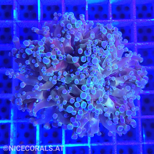 Euphyllia Paradivisa