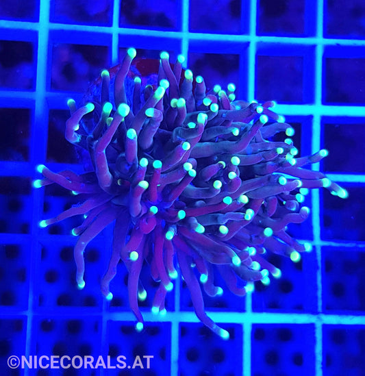 Euphyllia Black Torch 1 Head