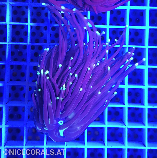 Euphyllia Black Torch 2 Heads