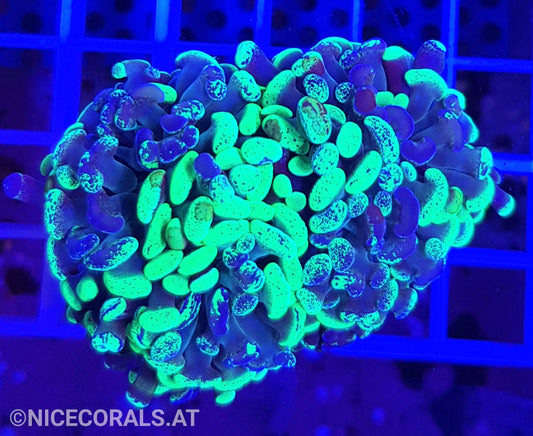 Euphyllia Paraancora