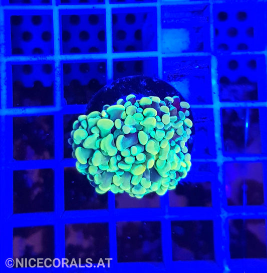 Euphyllia Paraancora Holy Grail