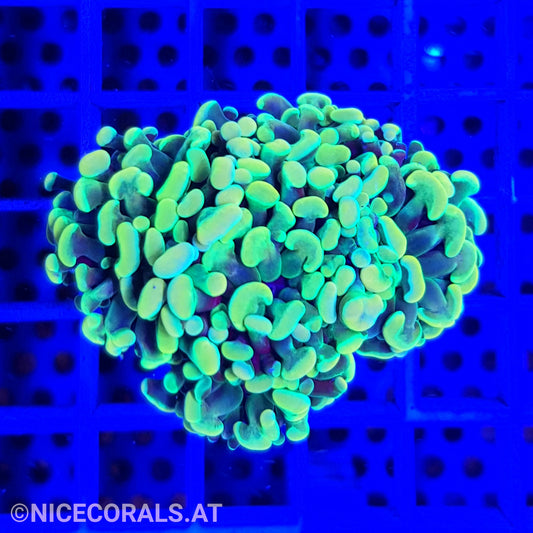Euphyllia Paraancora Holy Grail