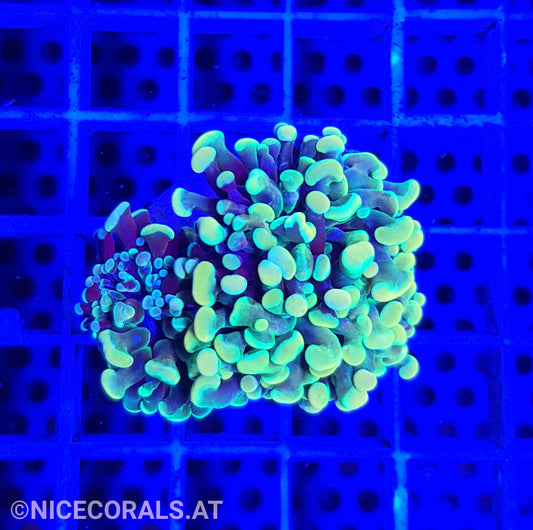 Euphyllia Paraancora Holy Grail
