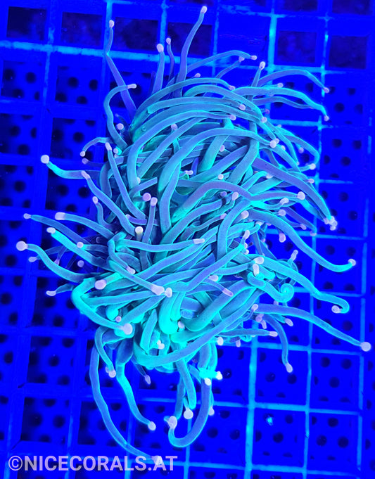 Euphyllia Indo Torch