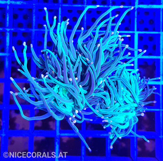 Euphyllia Indo Torch