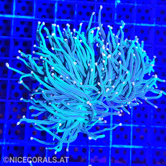 Euphyllia Indo Torch