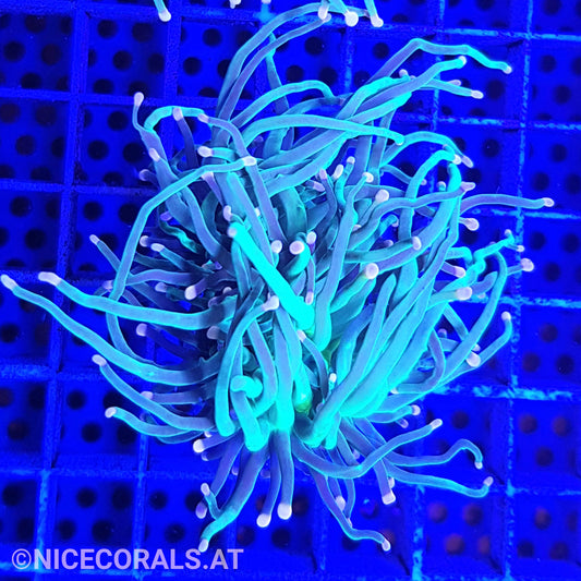 Euphyllia Indo Torch