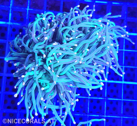 Euphyllia Indo Torch