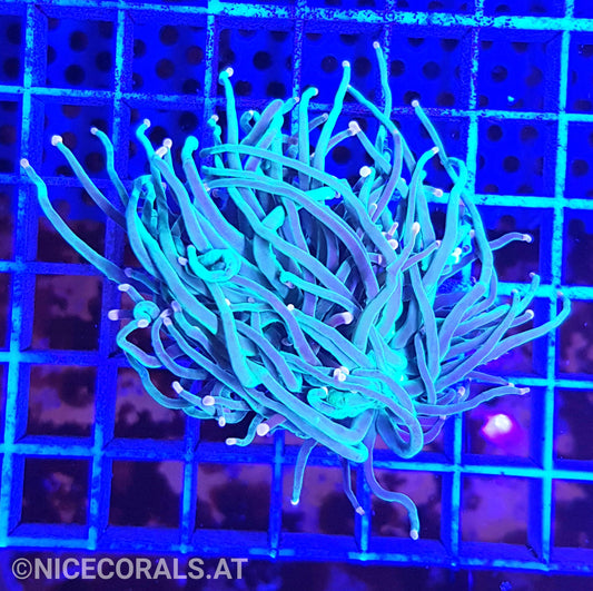 Euphyllia Indo Torch