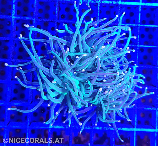 Euphyllia Indo Torch