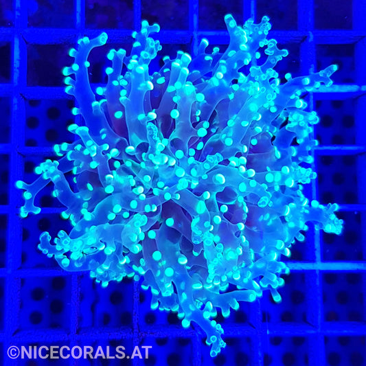 Euphyllia Paradivisa