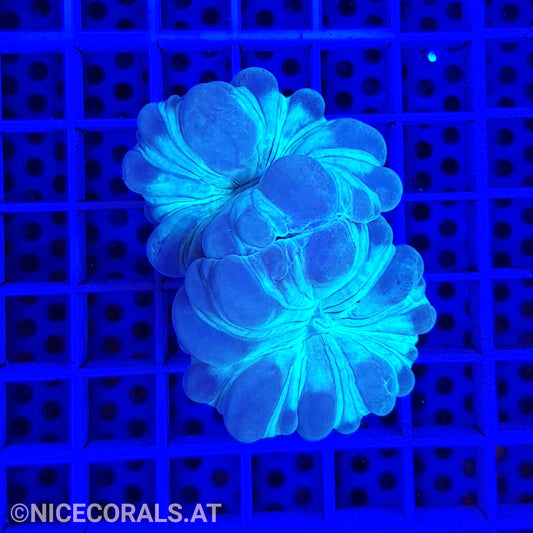 Nemenzophyllia