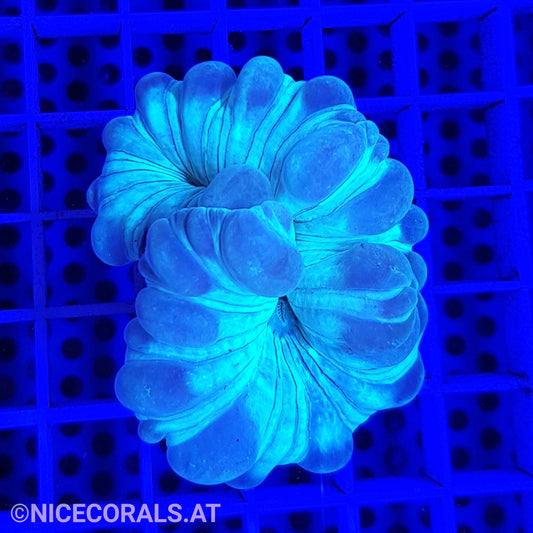 Nemenzophyllia