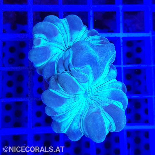 Nemenzophyllia