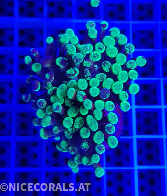 Euphyllia Paraancora