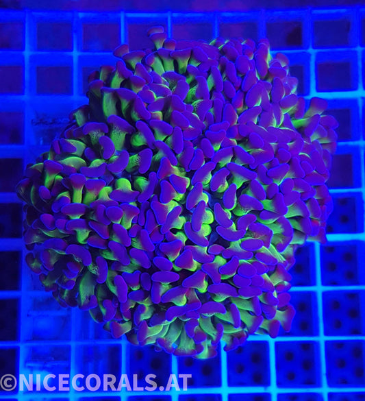 Euphyllia Paraancora 4-5 Heads