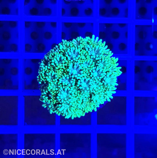 Goniopora