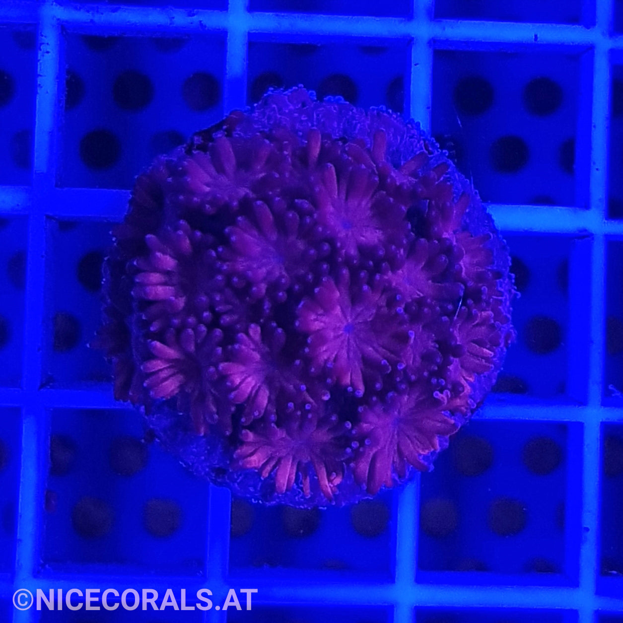 Goniopora