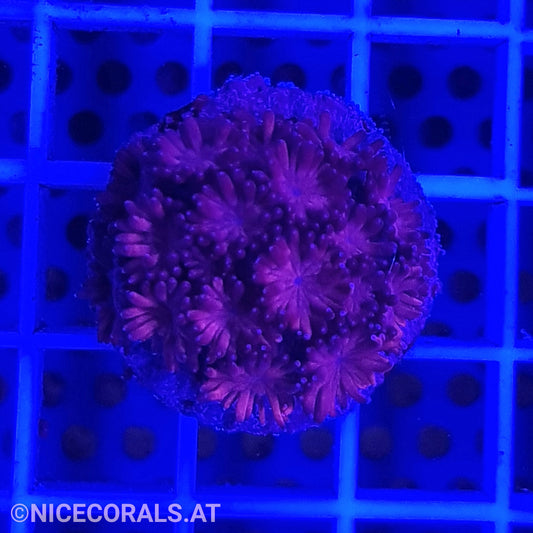 Goniopora