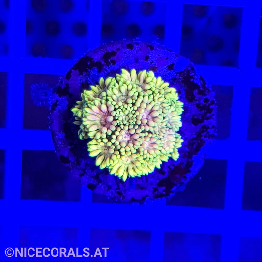 Goniopora