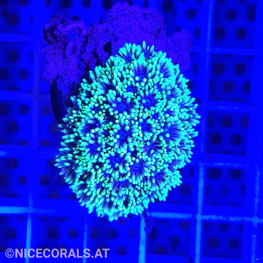 Goniopora