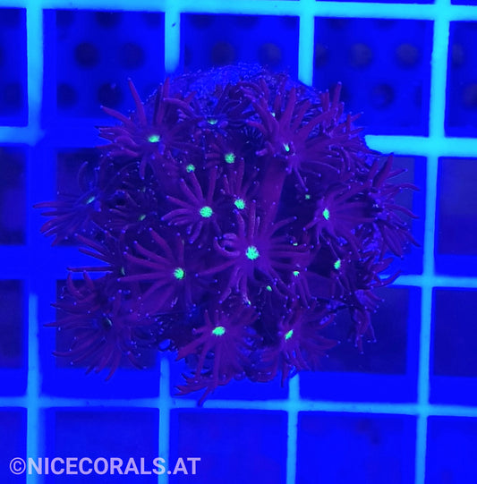 Goniopora