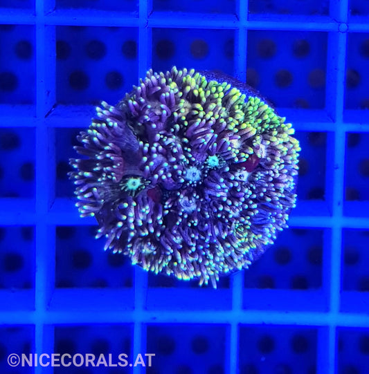 Goniopora