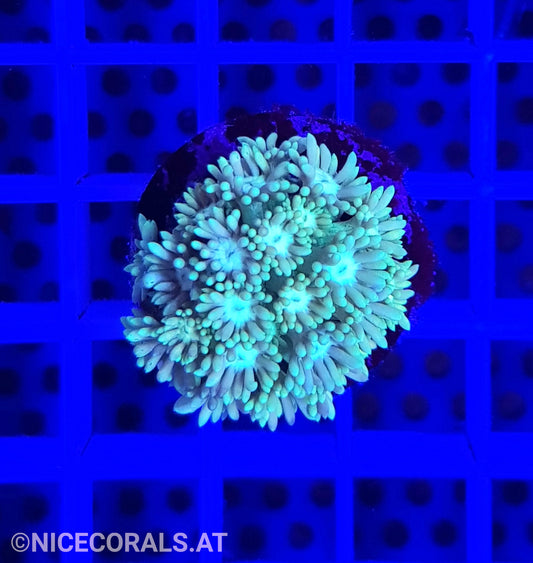 Goniopora