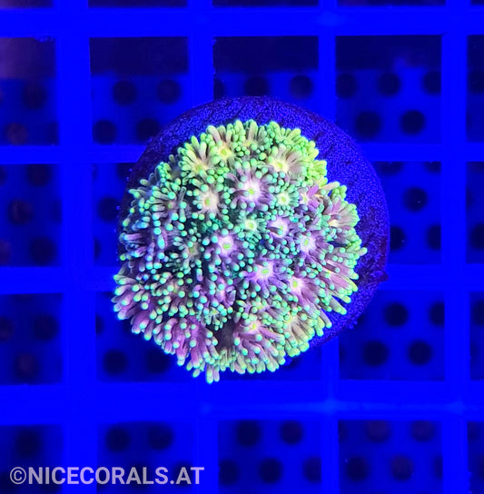 Goniopora