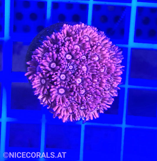 Goniopora