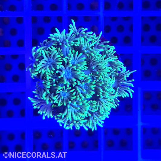 Goniopora