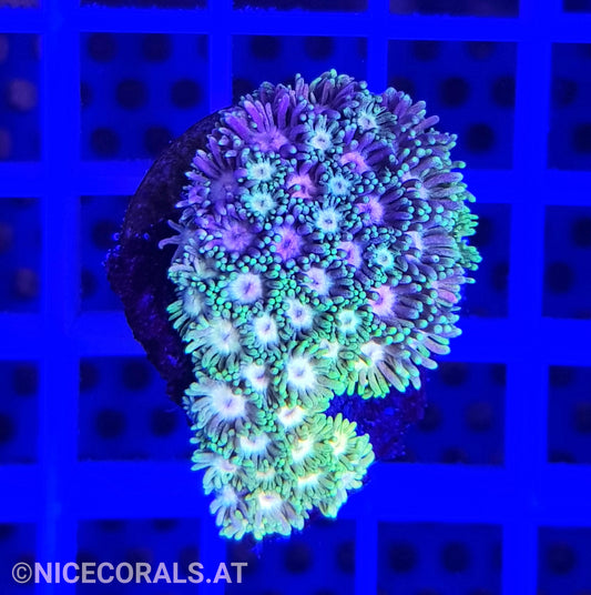 Goniopora