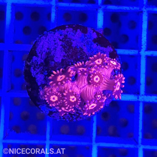 Goniopora