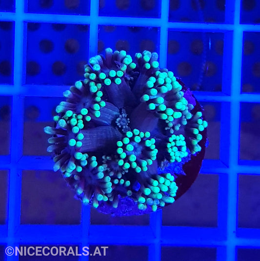 Goniopora