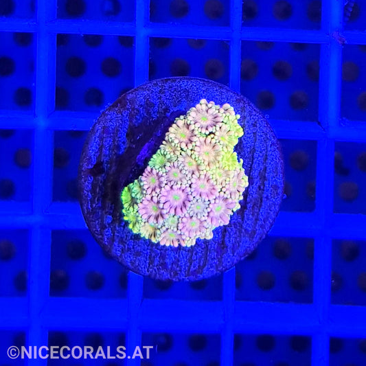 Goniopora