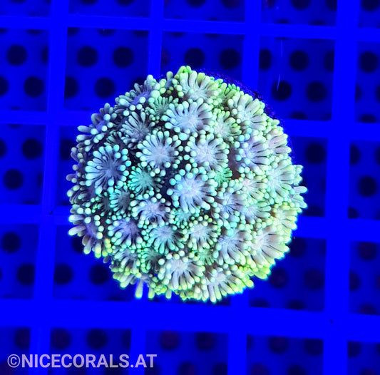Goniopora