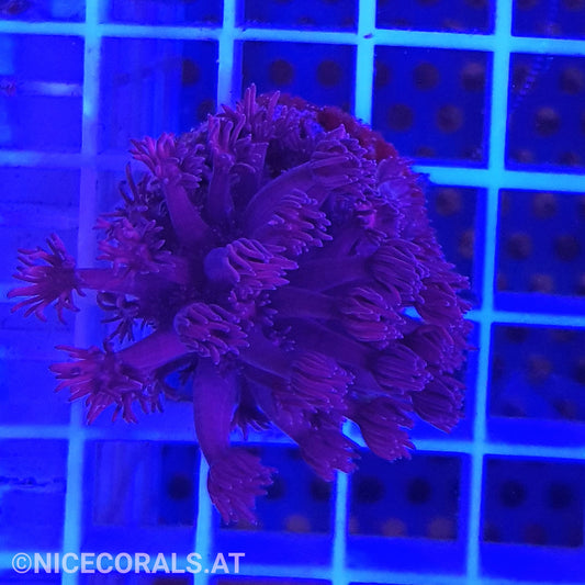Goniopora