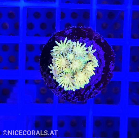 Goniopora