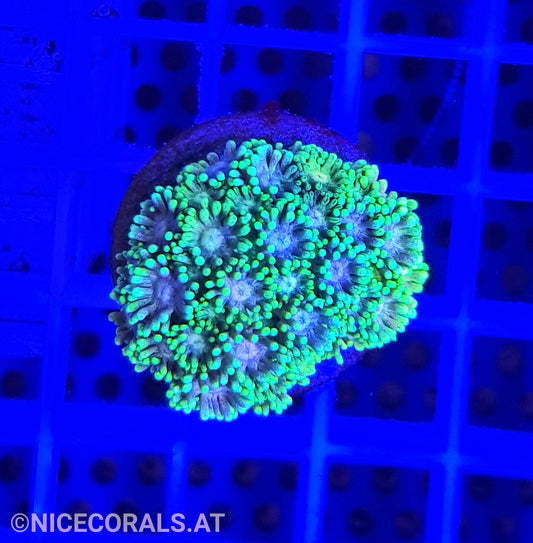 Goniopora