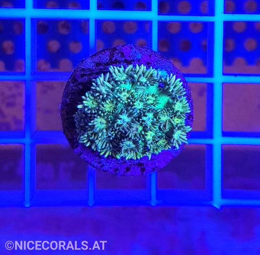 Goniopora
