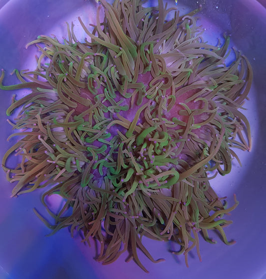 Macrodactyla doreensis