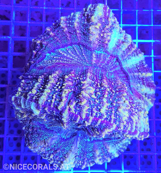 Cynarina SP. Acanthophyllia Twin