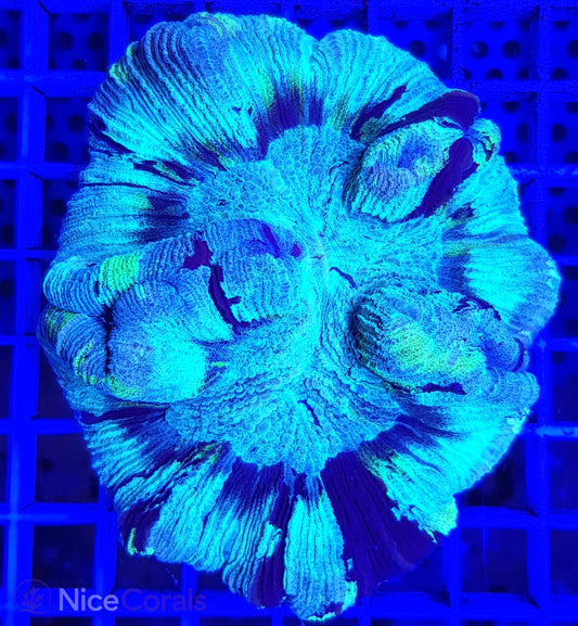 Trachyphyllia