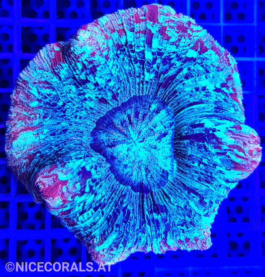 Trachyphyllia